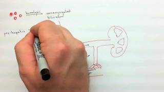 Urinalysis Part 2mp4 [upl. by Yellek]