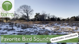 Favorite Bird Sounds American Woodcock [upl. by Marybella]