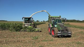 Mais2023 LU Schmidt Ronneburg Claas Jaguar 950 mit Fendt Abfahrern beim Mais Häckseln [upl. by Wivestad]