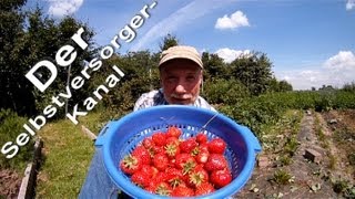 Gesunde Erdbeeren aus dem eigenen Garten ernten [upl. by Thury368]