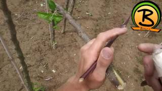 Obstbäume veredeln Apfelbaum veredeln pfropfen in der Baumschule Bauch [upl. by Melliw]