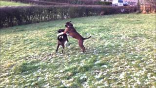 Boxer dogs play fighting [upl. by Accire]