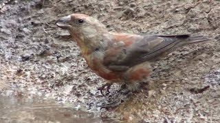 Piquituerto común Loxia curvirostra Red Crossbill [upl. by Leotie]