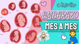 EMBARAZO Mes a Mes 🤰 Cambios en El Embarazo Mes a Mes [upl. by Acebber]