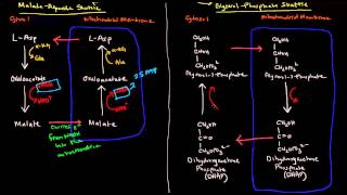 Shuttle Mechanisms MalateAspartate and GlycerolPhosphate [upl. by Waiter]