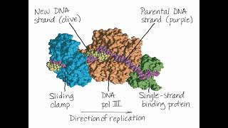 Chromosome Replication [upl. by Schechter462]