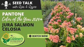 Seed Talk 70  Pantone Color of the Year 2024 amp Celosia Jura Salmon [upl. by Libenson704]