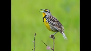 Eastern Meadowlark [upl. by Voleta]