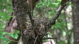 American Redstart Warbler building nest near the Ottawa River May 2024 birding warblers ottawa [upl. by Sehguh]