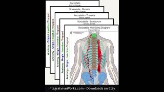 Iliocostalis  Anatomy Perspective [upl. by Cochard]