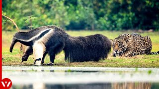 Look What Happened When This Jaguar Attacked Anteater [upl. by Shurlocke]