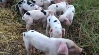 Gloucester Old Spot piglets at Green Gate Farm [upl. by Thorndike]