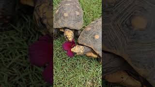 Feeding Red Foot Tortoise with Jamaican hibiscus 🌺💚🐢 tortoise reptiles flowers nature tortugas [upl. by Faletti]