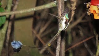 Birding Northern Peru The marvelous Spatuletail [upl. by Alet]