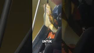 Ketika Ikan Memakan Mangsa Yang Terlalu Besar catfish lele redtailcatfish [upl. by Nnyw]