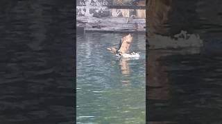 CORMORANT Tries To FLY youtubeshorts nature cormorant shorts video [upl. by Nainatrad]