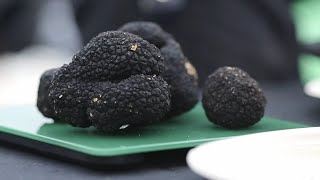 The UK Truffle Festival 2023 Highlights [upl. by Eniksre623]