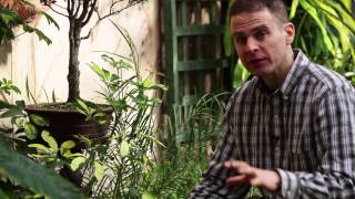 How to Avoid Black Sooty Mold and Keep your Plants Healthy  Featuring schefflera plant [upl. by Yantruoc939]