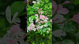 Pithecellobium dulce shortvideo flowers floweringplant nature [upl. by Iroj]