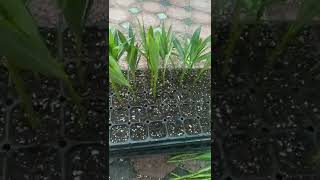 Nerium oleander Propagation 🌱💚  Oleander cutting 👉shorts oleander propagate neriumoleander [upl. by Jecoa322]