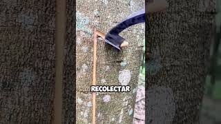 ¡Increíble Así se Recolecta el Látex para Producir Caucho Natural 🌳🛢️ shorts [upl. by Cirdor]