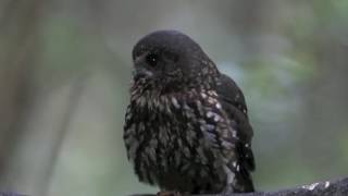 NZ Morepork Ruru [upl. by Maximilianus]