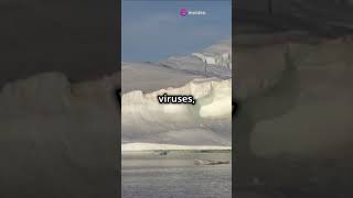 Giant Virus Discovery in Greenland Natures Ice Protector virus globalwarming youtubefeed [upl. by Phonsa]