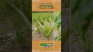 Mengenal Lidah Buaya [upl. by Giacinta633]