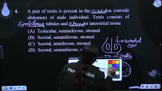 A pair of testis is present in the sac outside abdomen of male individual Testis consis [upl. by Hallimaj]