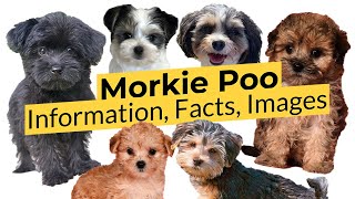 Morkie Poo Breed Guide Information 🐶 Facts 🐶 Images 🐶 🔴2022🔴 [upl. by Dyer]