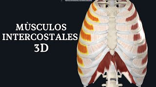 MÙSCULOS INTERCOSTALES 3D [upl. by Ecnarretal]