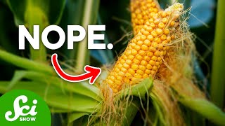 Are GMOs Actually Bad For You [upl. by Ribaj]