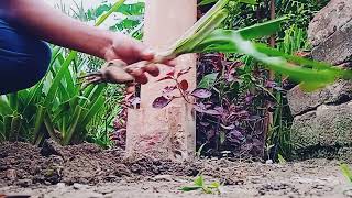 Crinum latifoliumboomblast फ्लावर का पौधा आपके गार्डेन में है [upl. by Iorgos]