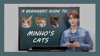 a beginners guide to lee knows cats [upl. by Einnij]