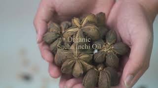 ALLECCA Sacha Inchi Oil Nutritious and Versatile [upl. by Allayne]