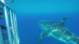 Scarboard great white shark of Guadalupe Island close upscage diving with Horizon charters [upl. by Ennairod]