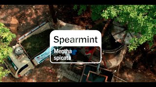 Spearmint Essential Oil  doTERRA Behind the Bottle Episode 19 [upl. by Lacram126]