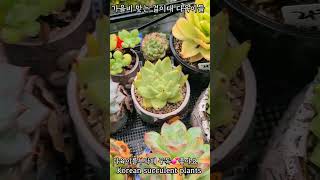 비 맞는 걸이대 다육이들  가을비 촉촉 다육식물 plants 다육 garden ceramic 다육화분 [upl. by Courtney]