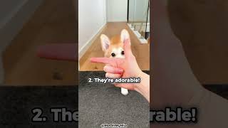 Top 5 Reasons Why You Should Get A Corgi [upl. by Codee]