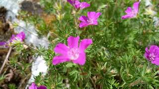 Bloody Cranesbill Extravaganza A Visual Feast for Nature Lovers With Relaxing Music [upl. by Ahseinod]