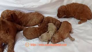 Toy poodle puppies by Caniche Pudel Philippines [upl. by Retsim]