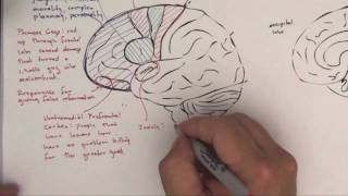 Part 2 Functional Brain Areas [upl. by Sarazen]