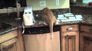 How to keep cats off the counter [upl. by Hofstetter9]