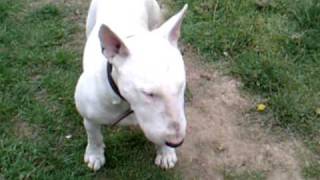 Bull Terrier obedience training Tips on training your Bull breed dog [upl. by Alderson420]