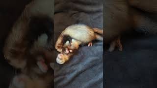 I would cut out the audio but you can hear their chitters 🥺 Pickletheferret Pennytheferret ferret [upl. by Alyahc]