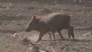 Wildschweine im Teutoburger Wald [upl. by Sheepshanks393]