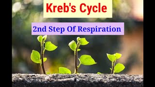 Krebs Cycle 2nd Step Of Respiration Lecture 3 In HindiUrdu [upl. by Odessa]