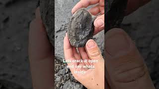 X marks the spot fossils fyp ammonites fossil uk beach whitby beachfossils jurrasic shell [upl. by Etessil888]