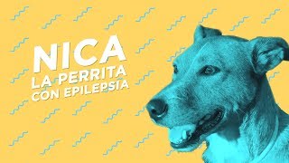 Epilepsia canina Tratamiento y ¿Efectos secundarios 😱 [upl. by Aicert119]