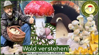 Wald der Pilze  Wald verstehen Pilze sammeln im Oktober 2023 [upl. by Naened]